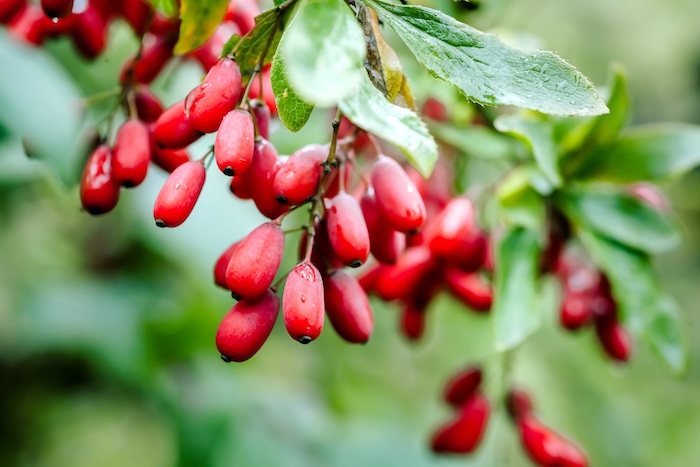 Berberine, “Nature’s Ozempic,” and Metabolic Health: The 2025 Guide to Blood Sugar, Weight Loss, and Longevity
